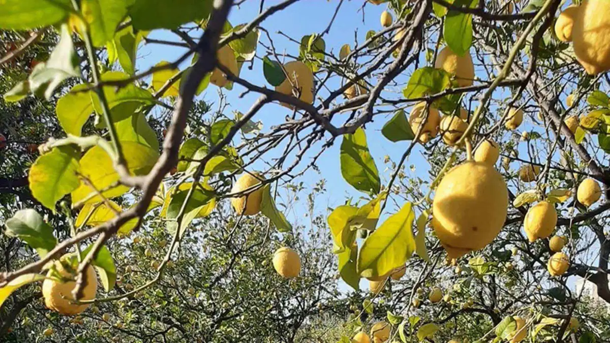 Sorrento Experience: Heritage Walk, Sea Views & Lemon Tour listing photo for Sorrento guided walk, Sorrento
